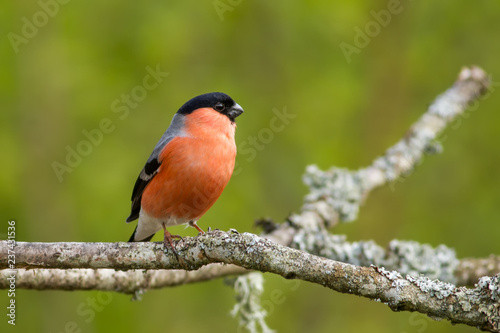 Eurasian bullfinch (Pyrrhula pyrrhula) sitting on a branch with a green background