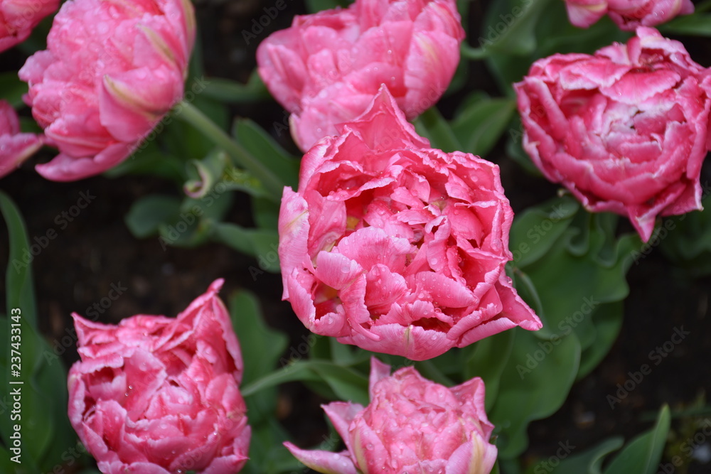 Fototapeta premium Rose Pink Color Tulip Flower