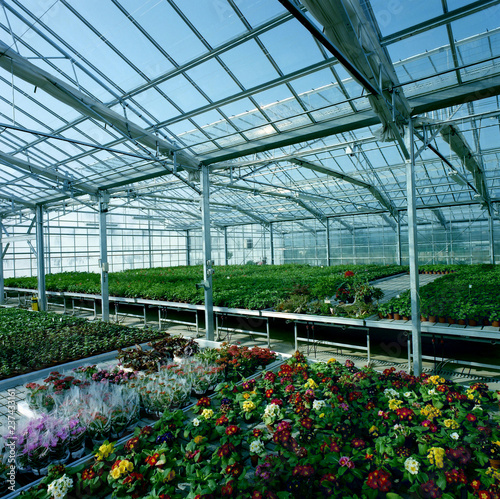 serre industrielle de fleurs