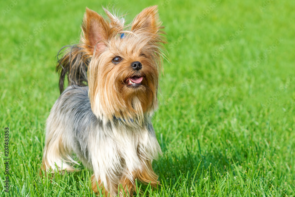 dog breed Yorkshire Terrier in the park on a green lawn dog breed Yorkshire Terrier in the park on a green lawn