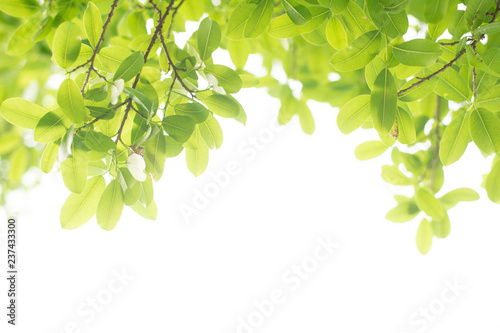 nature green leaf background in close up view on blurred green background in the field with copy space for wording in background use nature green landscape, ecology, refresh, leaf fresh concept.