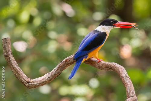 Black Capped Kingfisher (Halcyon Pileata) on wrecked branch of the tree looking for food with isolated background and copyspace for wording purpose the black head kingfisher has unique red beak and bl