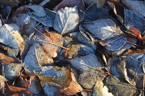 Herbstlaub Herbstblätter bei Frost auf dem Waldboden in der Sonne