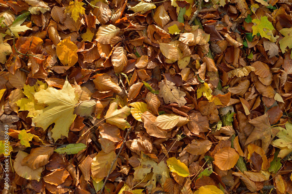 Fall of leaves on the ground in the woods Fall of leaves on the ground in the woods
