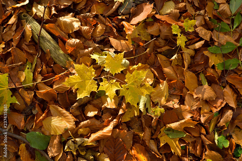 Fall of leaves on the ground in the woods Fall of leaves on the ground in the woods