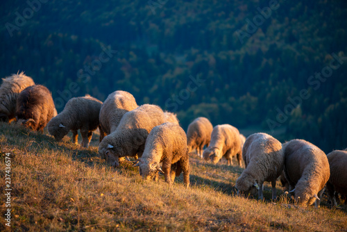 Flock of sheep in autumn season at sunset