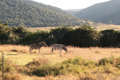 Zebra in Afrika