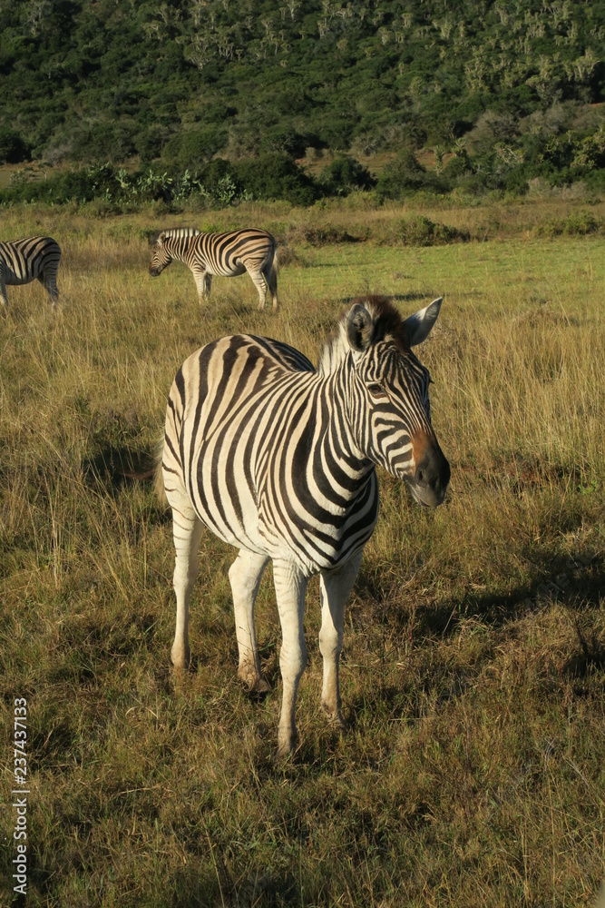 Naklejka premium Zebra in Afrika