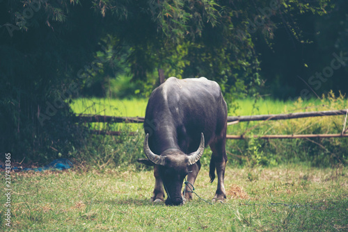 Thai water buffalo  vintage filter image