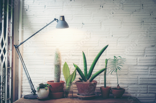 cactus pot in coffee cafe, ...