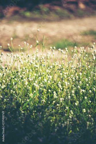 Beautiful small grass flowe...