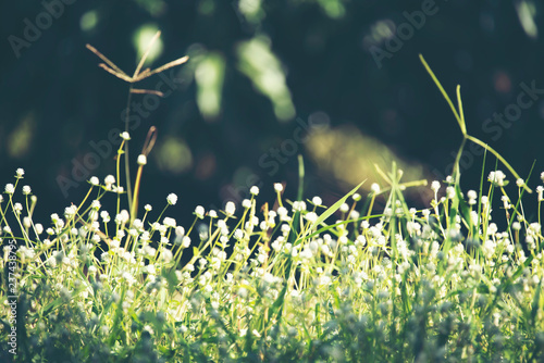 Beautiful small grass flowe...