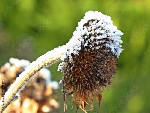 Fototapeta Naklejka Na Ścianę i Meble -  Sonnenblume im Winter mit Raureif