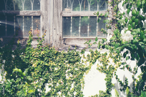 nature plant wall, nature b...