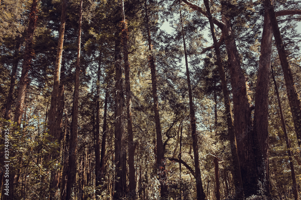 Obraz premium Beautiful brown colored woodland, Sintra, Portugal