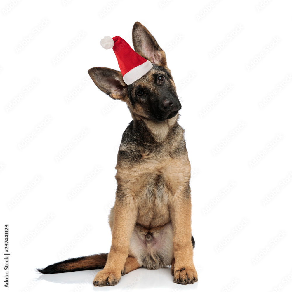 curious little santa german shepherd puppy sitting