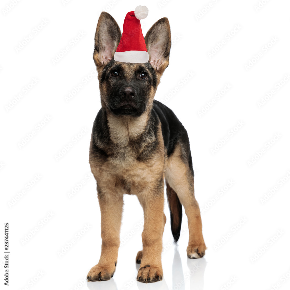 cute little german shepherd puppy wearing santa hat standing