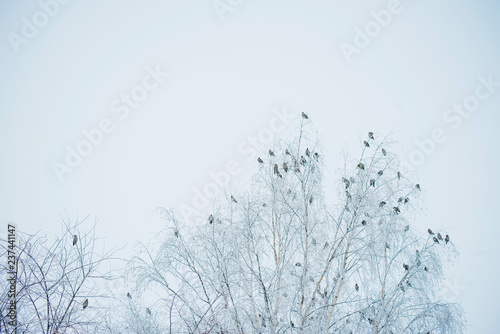 A flock of birds against the sky and bare tree branches.