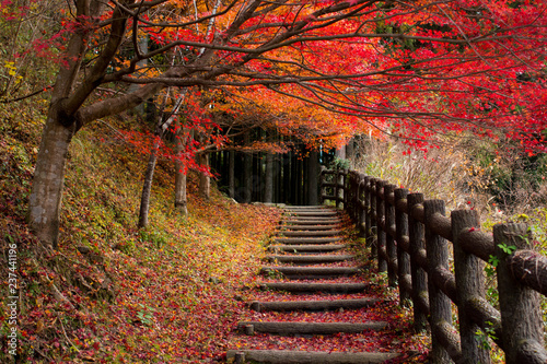 秋の熊野古道
