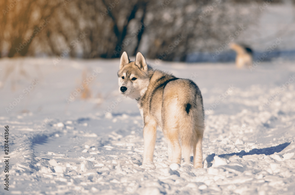 Siberian husky dog puppy gray and white standing looking back in winter meadow toned image