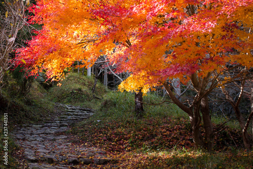秋の熊野古道