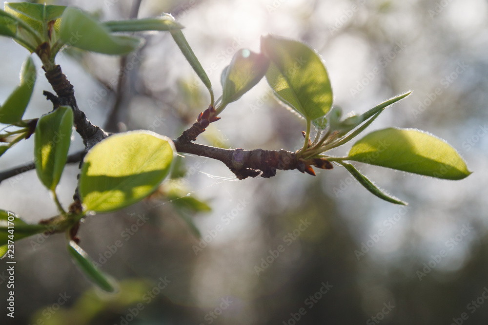 custom made wallpaper toronto digitalCloseup of twigs with leaf buds ready to burst