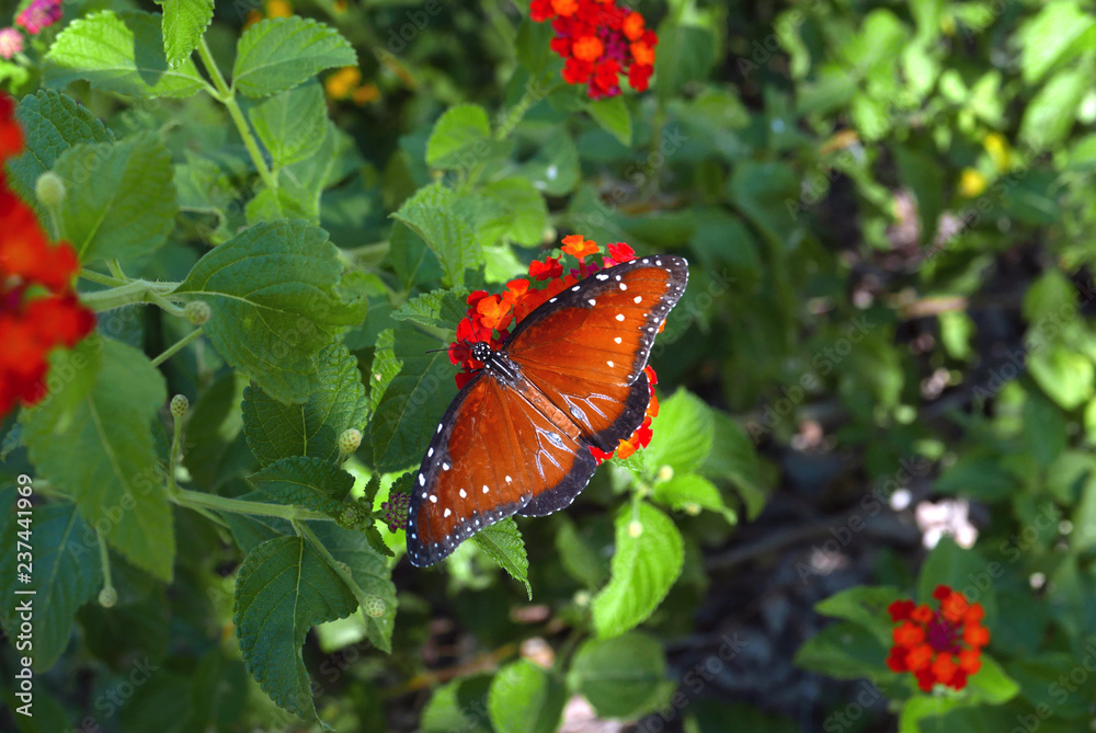 Queen butterfly on a lantana flower in Arizona Queen butterfly on a lantana flower in Arizona