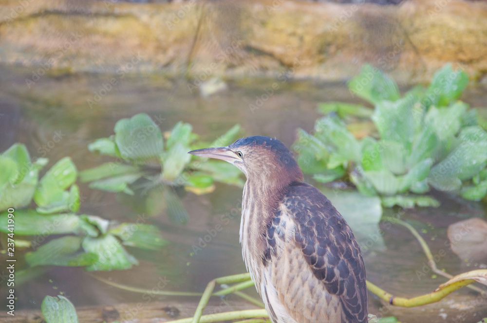 Bird in the water Bird in the water