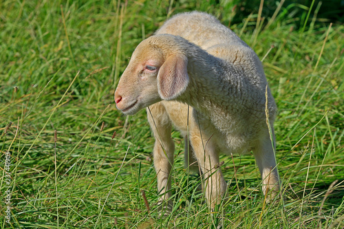 junges Schaf auf Sommerweide photo