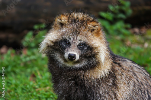 Marderhund Portrait