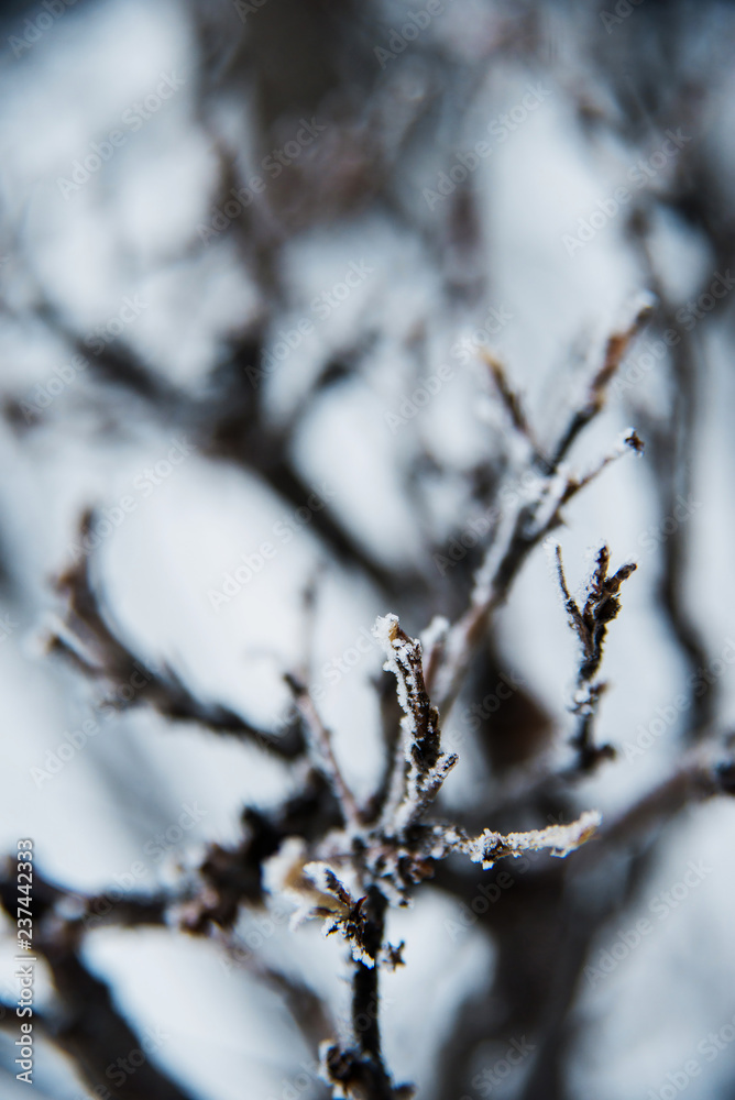 Natural background: the branches of the trees covered frost, close-up Natural background: the branches of the trees covered frost, close-up