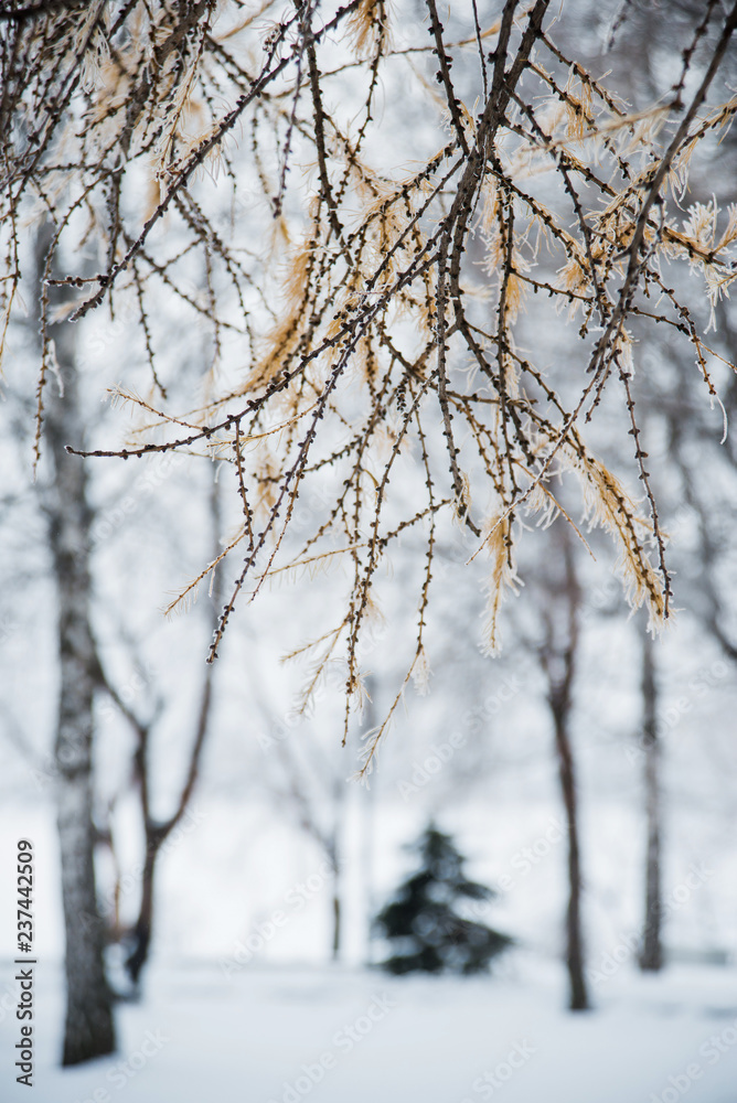 Natural background: the branches of the trees covered frost, close-up