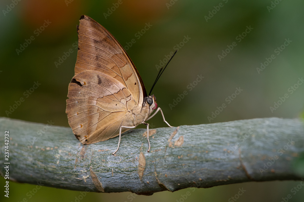 Obraz premium Brauner Apollo