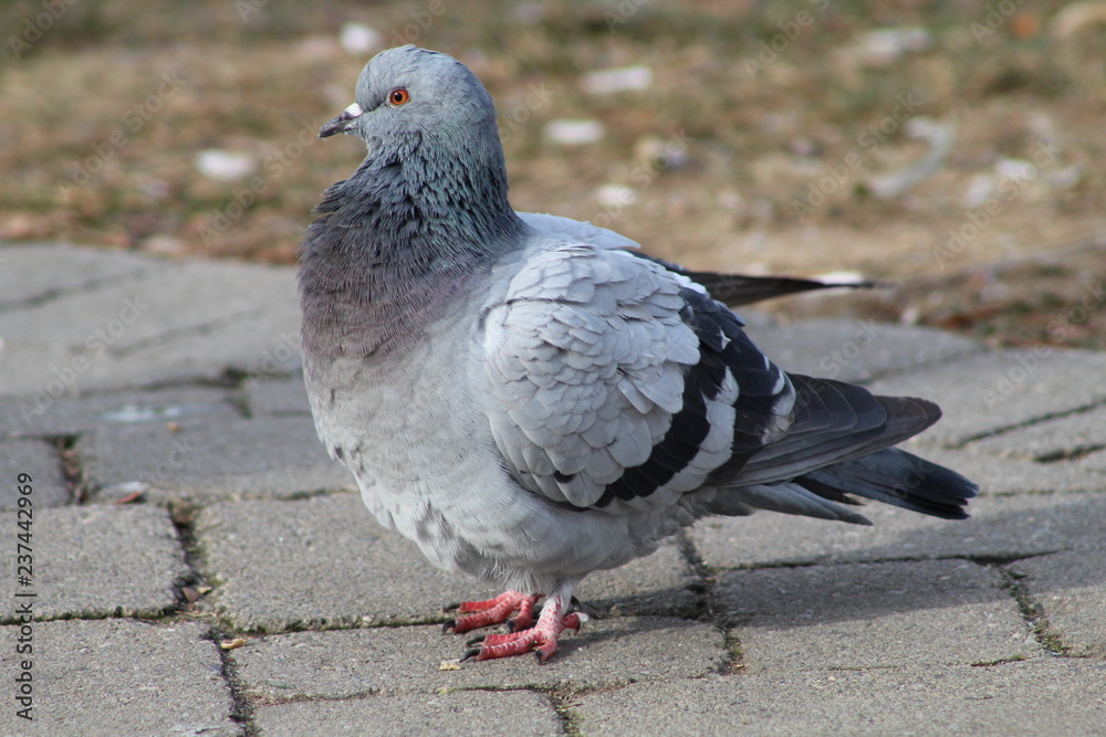 Fototapeta premium Close up of pigoens