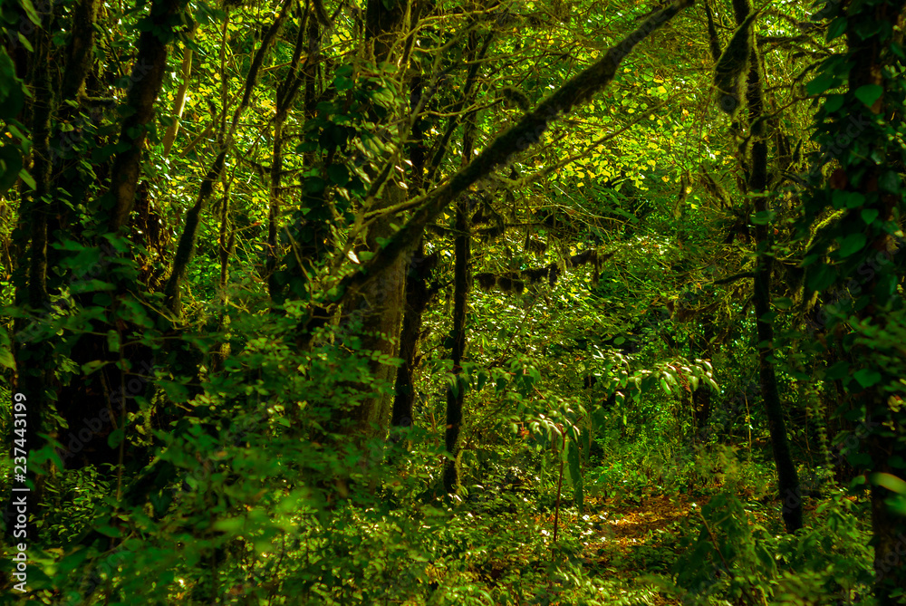 background - subtropical forest, yew-boxwood grove with mossy tree trunks background - subtropical forest, yew-boxwood grove with mossy tree trunks