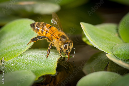 Honey bee sucking up water from edge of floating leaf © Iván Gabaldón