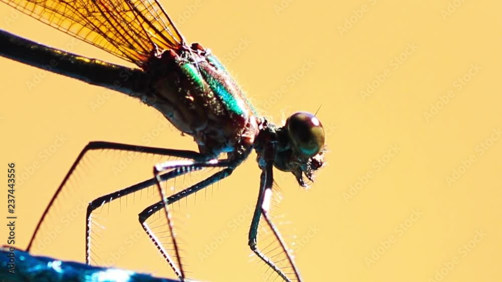 Libélula verde
