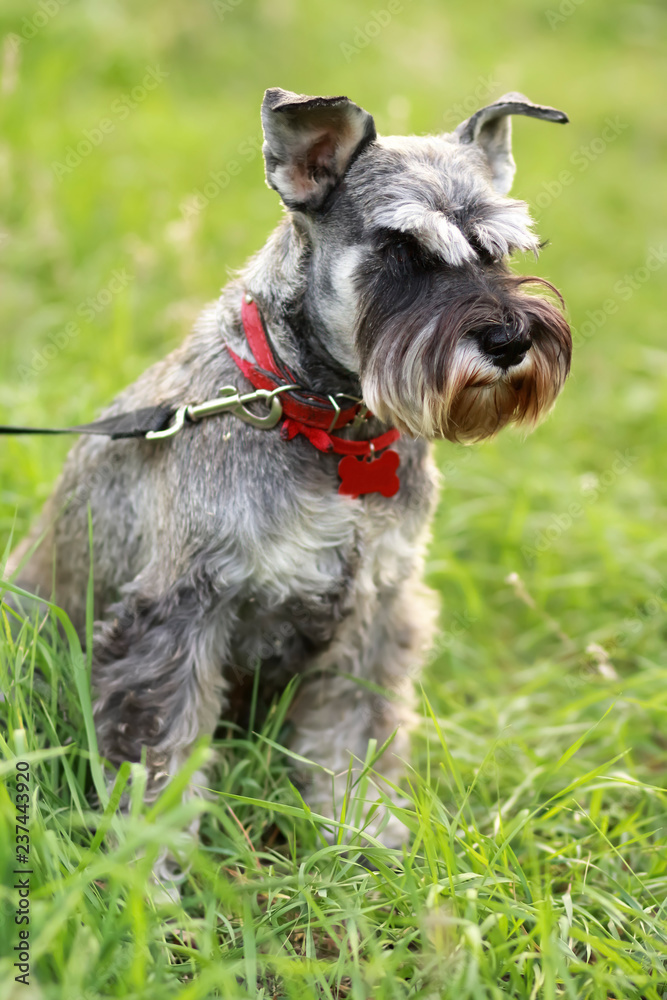 Close up portrait of a pepper girl dog, the miniature schnauzer, in the green summer meadow. On a leash with red collar.