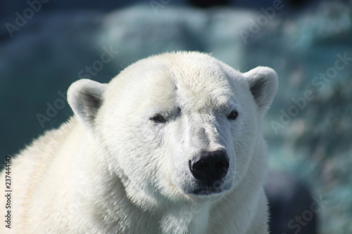 close up portrait of a polar bear