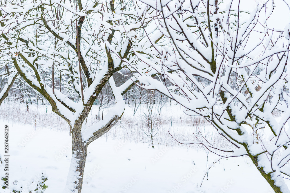 Obraz premium Trees in the garden are covered with snow