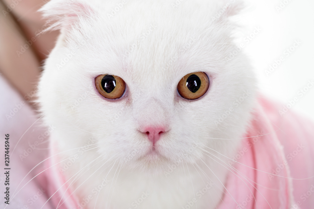 White cat. Pets and lifestyle concept. White cat in a pink coat. Smart pet. Vet health. Happy kitten. Fluffy pet. Young crazy surprised cat make big eyes closeup. Love for the animals.