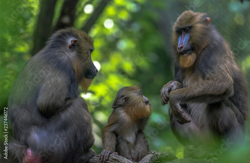 Blue, Pink, and Tan Fur on a Family of Mandrill Family in a Tree