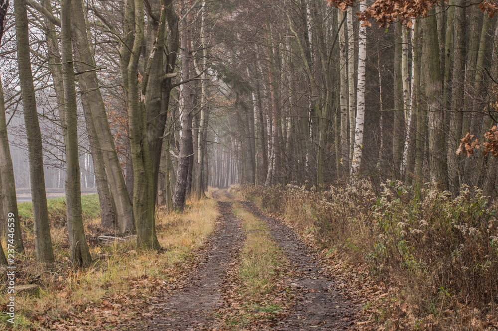 Obraz premium Leśna droga.