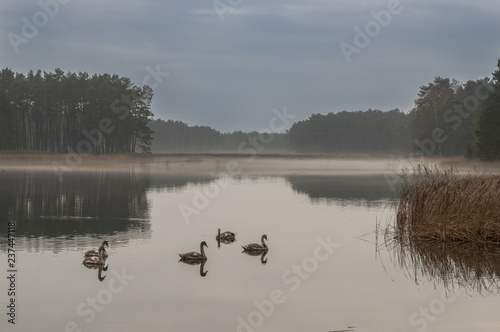 Mglisty poranek nad jeziorem. © boguslavus