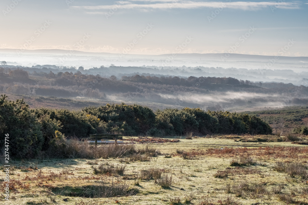 Fototapeta premium Misty morning in the Ashdown Forest