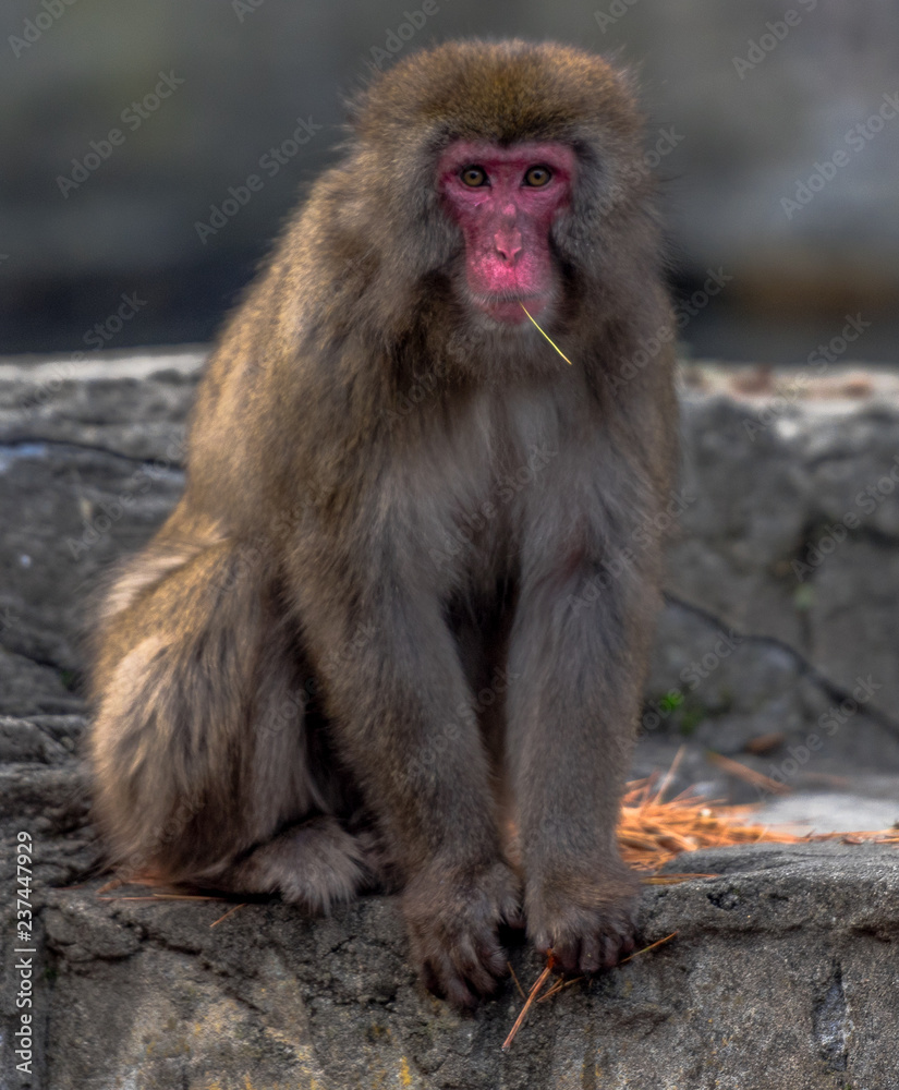 Earth Toned Fur on a Snow Monkey Looking into the Camera