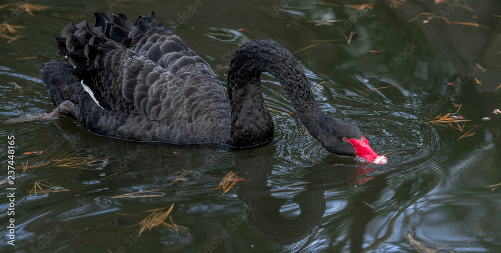 Fototapeta premium Dark Plumage on a Black Swan with a Red Beak Skimming Pond Water
