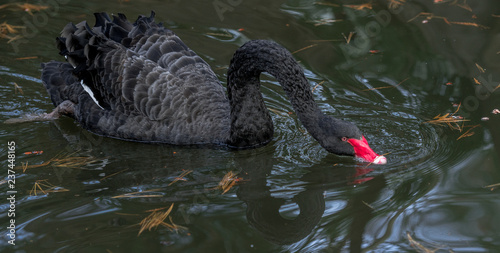 Dark Plumage on a Black Swan with  a Red Beak Skimming Pond Water