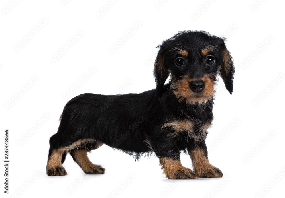 Super cute Mini Dachshund wirehaired standing side ways, looking with big droopy eyes to camera. Isolated on white background. Super cute Mini Dachshund wirehaired standing side ways, looking with big droopy eyes to camera. Isolated on white background.