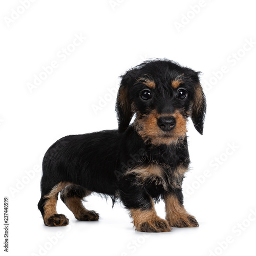 Super cute Mini Dachshund wirehaired standing side ways, looking with big droopy eyes to camera. Isolated on white background. © Nynke